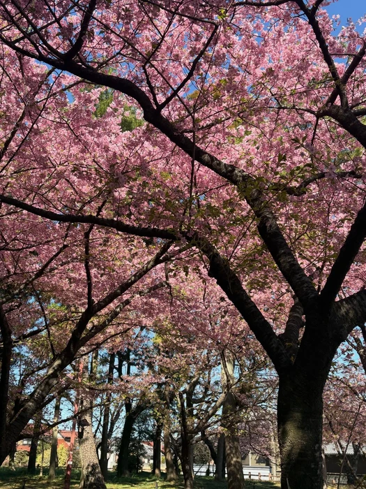 画像245