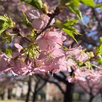 画像247