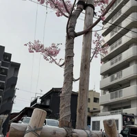 画像257