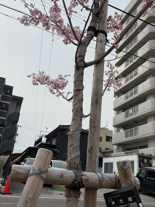 画像257