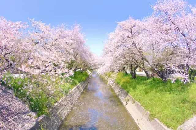 五条川の桜並木
